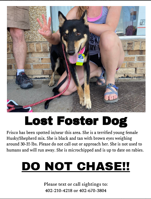 Lost Dog